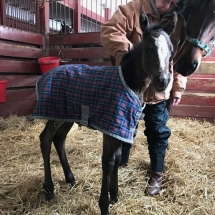 Filly by Seville out of Je Suis Enchantee (Leroidesanimaux) born March 15, 2017 bred by Ascoli Piceno Stables, LLC photo by Cassie Mahoney, VMD taken at Ascoli Piceno Farm, Kennett Square, PA.