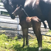 Bay filly by Talent Search foaled at Day Dream Farm May 11, 2017. Dam: Great Drive by Great Notion out of Dune Drive Avalon. Breeder: William Stein.