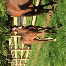 Golden Lad- Leagleyeser colt born 4/13 bred by Betsy Barr