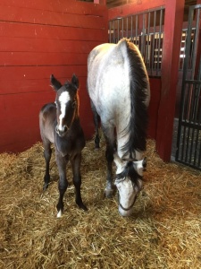 Newstouse 2017 by Goldencents - born 2/6 colt Bred and Photo by Val McNeely