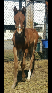 Patria's Angel Filly out of, Dam Patria Querida by Winchill, Owner Lonnie and Diana Winkelspecht, Breeder Jodie Pointer, Date foaled March 2, 2017, At Pointer Farm Photo Credit Jodie Pointer