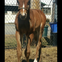 Patria&#039;s Angel Filly out of, Dam Patria Querida by Winchill, Owner Lonnie and Diana Winkelspecht, Breeder Jodie Pointer, Date foaled March 2, 2017, At Pointer Farm Photo Credit Jodie Pointer