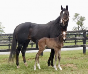 Date foaled 5/4/17 at Northview PA Dam Royal Marquesa Sire Jump Start Breeder and owner - Shane and Kit Alley Photo Credit - Northview