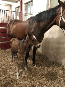 Colt, born May 24, by Seville out of Sharp as a Fox by Sharp Victor. Bred by Ascoli Piceno Stables, LLC and foaled on our farm in Kennett Square, PA. Photo was taken by Deanna Manfredi, Managing Partner Ascoli Piceno Stables, LLC.