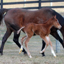 Smarty Jones colt out of Shootforthestars. Bred by Someday Farm.