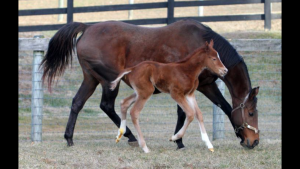 Smarty Jones colt out of Shootforthestars. Bred by Someday Farm.