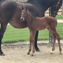 Bullsbay colt X Spunky Sparrow by Attorney born 4/9/17 at WynOaks Farm, Delta, Pa. owned by Scott Bunker, photo by Allie Innella.