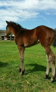 12 day old Redeemed filly out of Studious