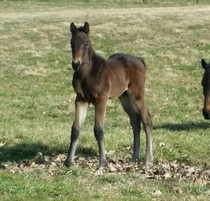 Colt by Maclean's Music out of Deeliteful Star. Bred and owned by Edward L. Graham. Foaled 2/15/2017. Resides at Manfredi Farm in Kennett Square.