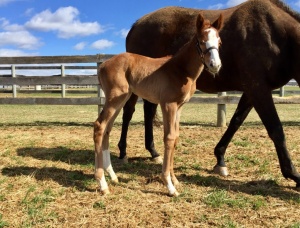 Filly out of English Mum by Golden Lad. Foaled 2/25/17 at Northview PA. Bred by Shooting Star Stable. PC: Tim Fazio