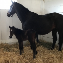 2:07:2018 filly by Creative Cause out of Cruisin’nthebridle by Unbridled’s Song. Owned by a Walnut Green partnership of Dan Ryan, Dave Cottle and partners and foaled at Walnut Green , Kennett Square, PA