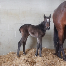 2018 filly by Jump Start out of Carlet, bred by Justa Farm, Oxford, PA, foaled March 6, 2018 at Northview PA, photo credit Tim Fazio, already nicknamed Spunky.