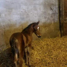 Tizway filly ww Five Carot Day Feb 28 Cabin Creek Robby Rankin