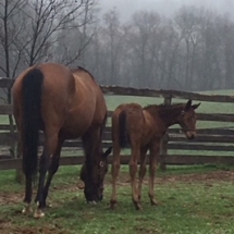 Born March 25 at WynOaks Farm the filly is by Weigelia oo Red Bank Robin