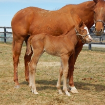 Colt by El Padrino out of Takeaquicknote 3-15-18 NVPA