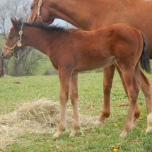 Colt by Fed Biz out of Silent Kitty 3-5-18 NVPA