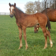 Colt by Jump Start out of Claires Image 3-13-18 NVPA