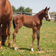 Colt by Jump Start out of Go Get'm Irish 4-27-18 NVPA