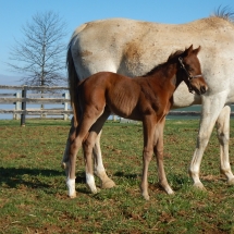 Colt by Paynter out of Dixieland Knockout 4-14-18 NVPA