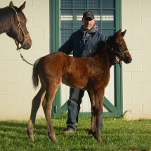 Colt by Peace and Justice by High Step Arch 4-4-18 NVPA