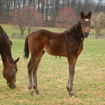 Colt by Peace and Justice out of Frolicking Gal 2-12-18 NVPA