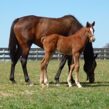 Colt by Point of Entry out of Stormy Peron 4-1-18 NVPA