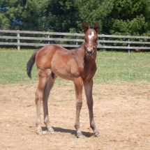 Colt by Summer Front out of Karaoke Queen 4-11-18 NVPA