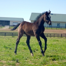 Colt by Uncle Lino out of Bombshell Babe 3-19-18 NVPA