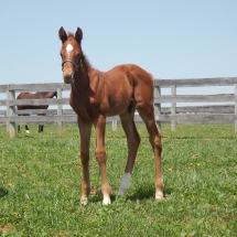 Colt by Uncle Lino out of Code Name Flirt 4-25-18 NVPA