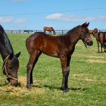 Colt by Uncle Lino out of Easter Blossom 3-4-18 NVPA