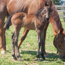 Colt by Uncle Lino out of Red Ring 4-20-18 NVPA