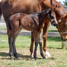 Filly by Bullsbay out of Ollyollyoxenfree 4-18-18 NVPA