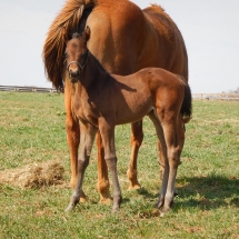 Filly by Candy Ride out of Medea 4-8-18 NVPA