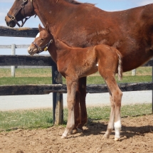 Filly by Exaggerator out of Scoop of Gold 4-8-18 NVPA