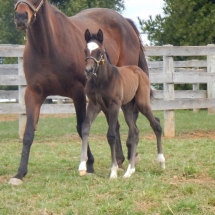 Filly by Flashback out of Shush Up 3-27-18 NVPA