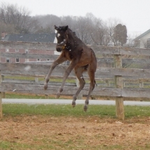 Filly by Golden Lad out of She Craves Capital 3-17-18 NVPA