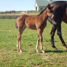 Filly by Jump Start out of Poplar Springs 3-30-18 NVPA