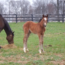 Filly by Jump Start out of Scarlet O'cashy 3-8-18 NVPA