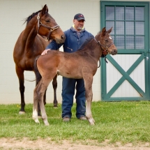 Filly by Jump Start out of Stormy Randie 3-31-18 NVPA