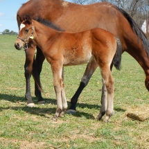 Filly by Karakontie out of Ivy Mills 3-11-18 NVPA