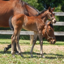 Filly by Peace and Justice out of Back Stop 4-13-18 NVPA