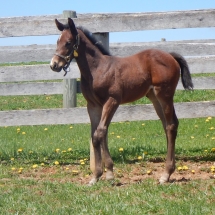 Filly by Peace and Justice out of Lake Squared 4-10-18 NVPA