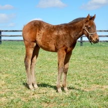 Filly by Peace and Justice out of Movie Starlet 2-4-18 NVPA