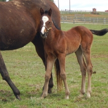 Filly by Tiznow out of Randies Legend 3-24-18