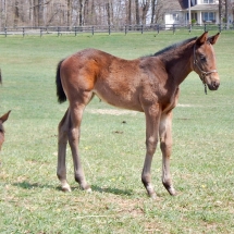 Filly by Uncle Lino out of English Mum 3-11-18 NVPA