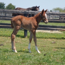 Filly by Verrazano out of Celtic Cross 4-28-18 NVPA