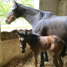 Nea Kameni, filly by Seville oo Stormy Rosa 4-28-18