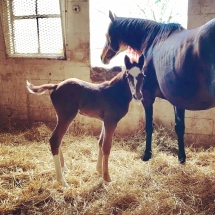 Colt by Tapiture out of Je Suis Enchantee