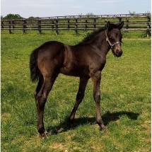 salishan foal