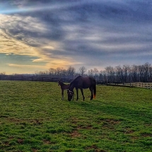 Five Diamonds filly
